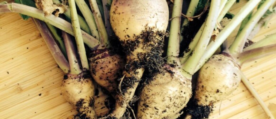 turnips from the garden