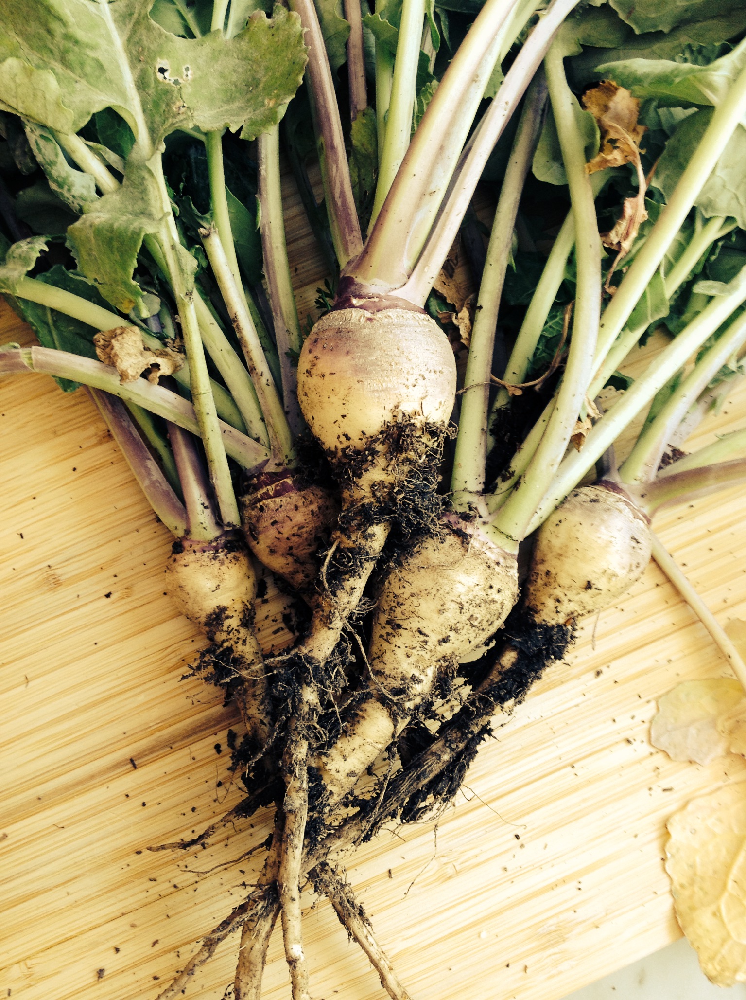 Turnip Vichyssoise
